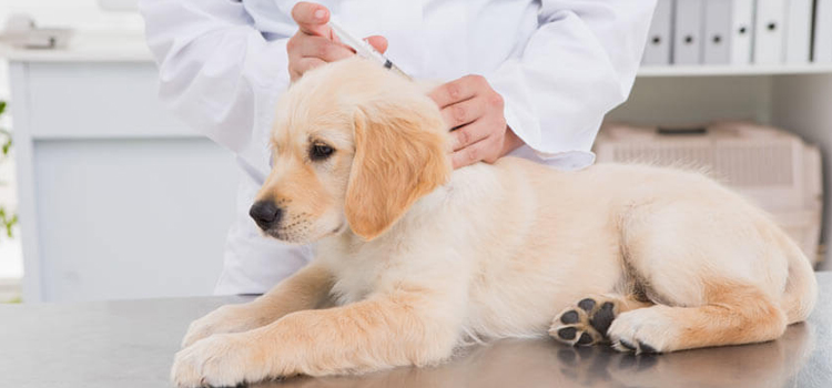 dog vaccination clinic in Harwood