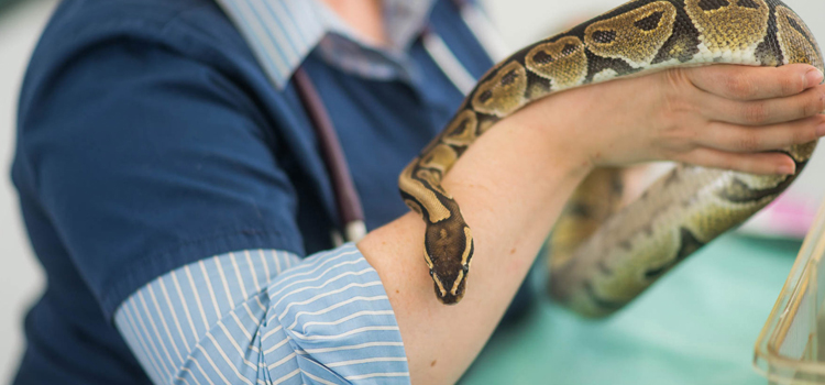 practiced vet care for reptiles in Berlin