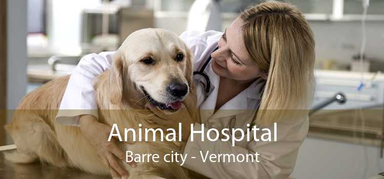 Animal Hospital Barre city - Vermont