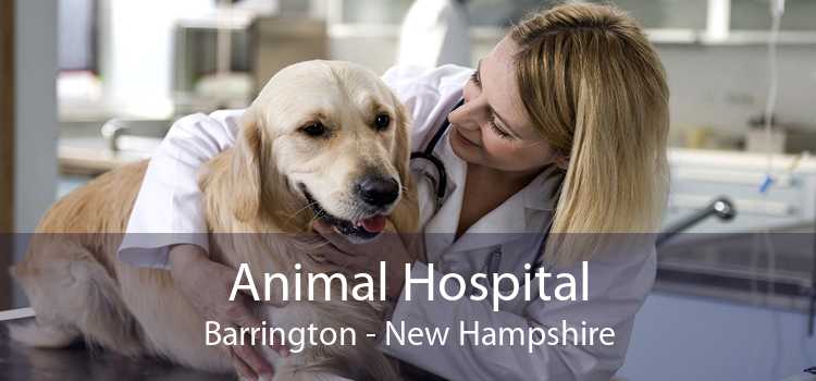 Animal Hospital Barrington - New Hampshire