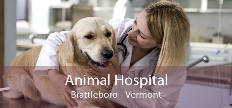 Animal Hospital Brattleboro - Vermont