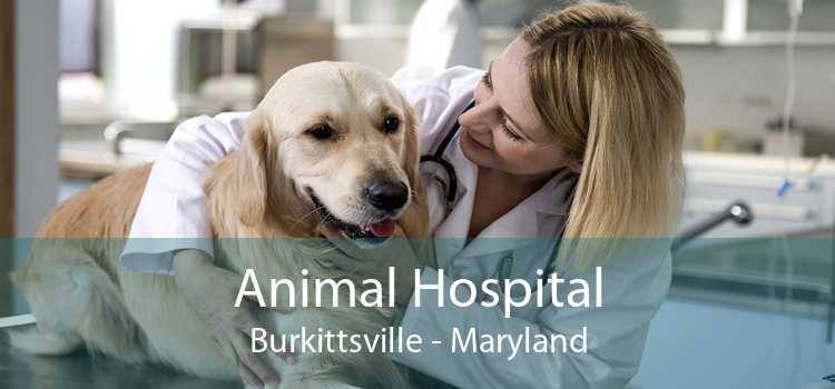 Animal Hospital Burkittsville - Maryland