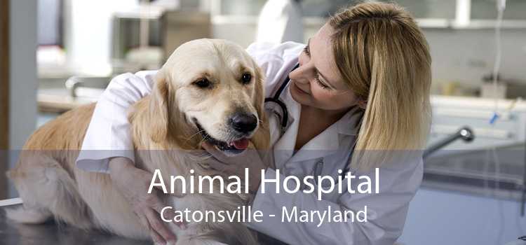 Animal Hospital Catonsville - Maryland
