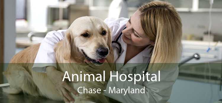 Animal Hospital Chase - Maryland