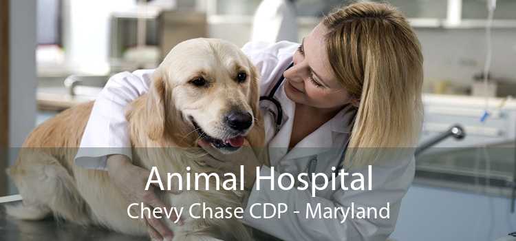Animal Hospital Chevy Chase CDP - Maryland