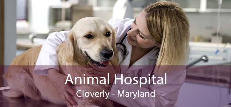 Animal Hospital Cloverly - Maryland