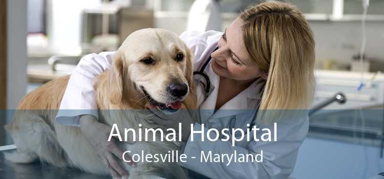 Animal Hospital Colesville - Maryland