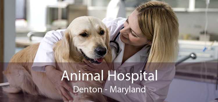 Animal Hospital Denton - Maryland