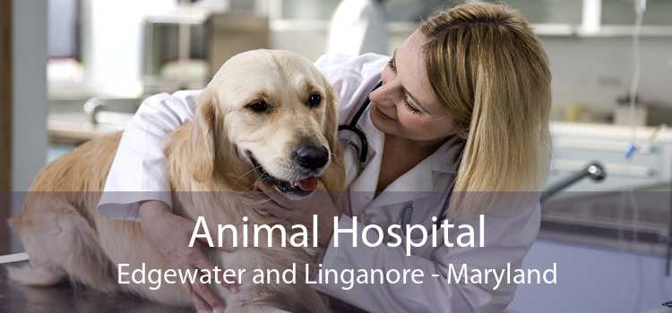 Animal Hospital Edgewater and Linganore - Maryland
