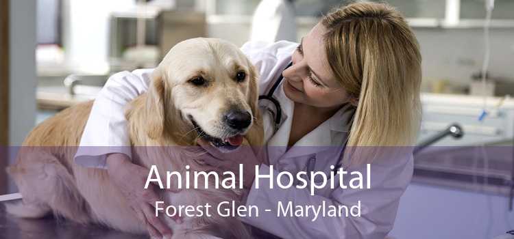 Animal Hospital Forest Glen - Maryland