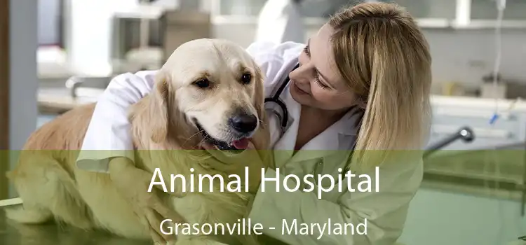 Animal Hospital Grasonville - Maryland