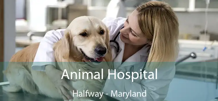 Animal Hospital Halfway - Maryland