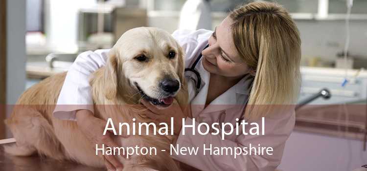Animal Hospital Hampton - New Hampshire