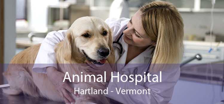 Animal Hospital Hartland - Vermont