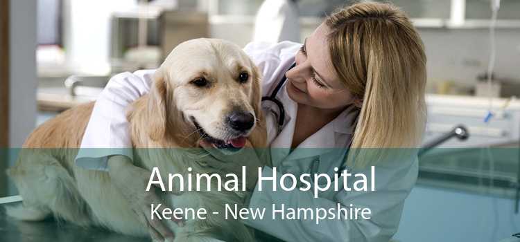Animal Hospital Keene - New Hampshire