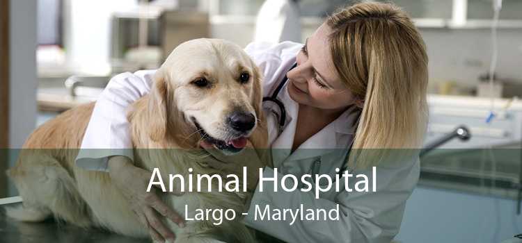 Animal Hospital Largo - Maryland