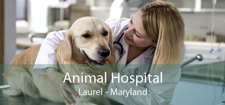 Animal Hospital Laurel - Maryland