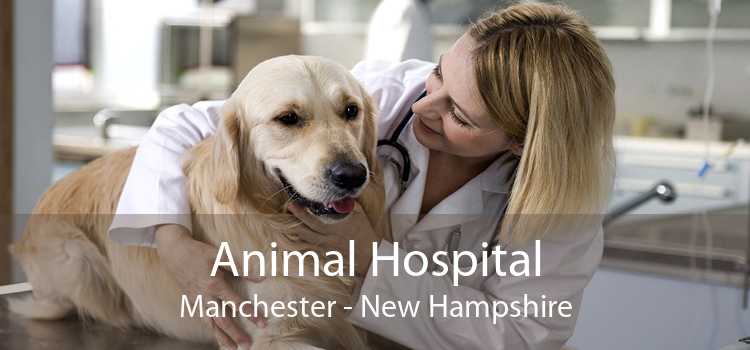 Animal Hospital Manchester - New Hampshire