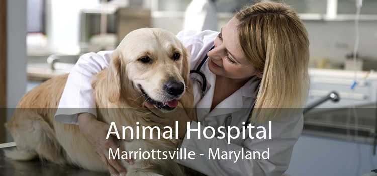 Animal Hospital Marriottsville - Maryland