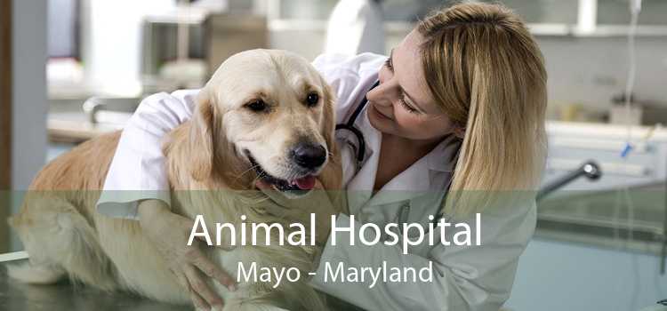 Animal Hospital Mayo - Maryland