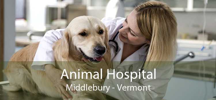 Animal Hospital Middlebury - Vermont