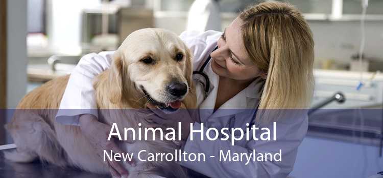 Animal Hospital New Carrollton - Maryland