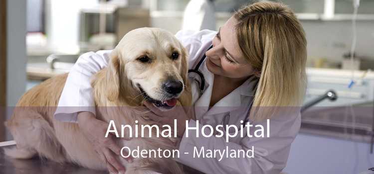 Animal Hospital Odenton - Maryland