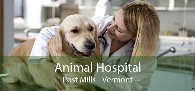 Animal Hospital Post Mills - Vermont