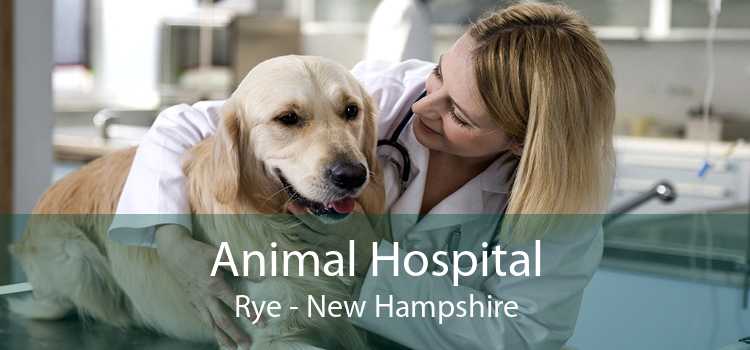 Animal Hospital Rye - New Hampshire