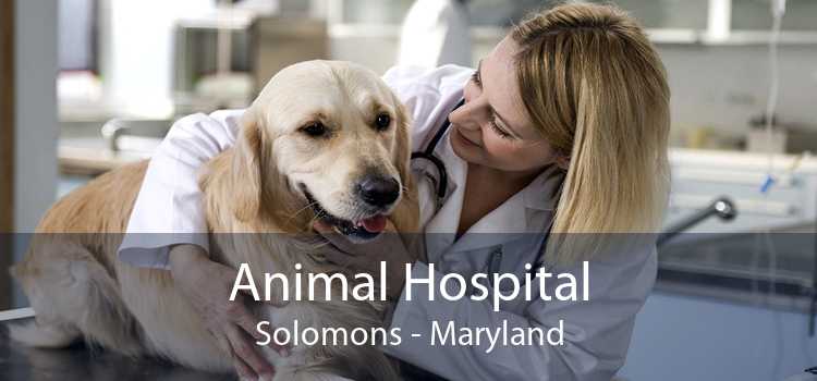 Animal Hospital Solomons - Maryland