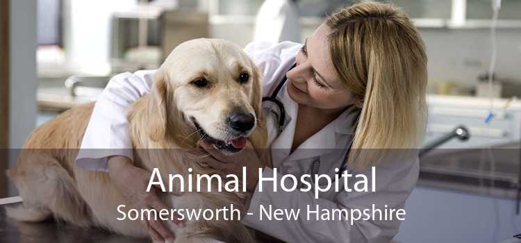 Animal Hospital Somersworth - New Hampshire