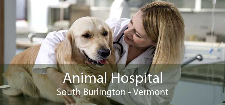 Animal Hospital South Burlington - Vermont