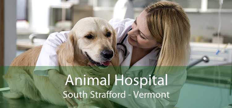 Animal Hospital South Strafford - Vermont