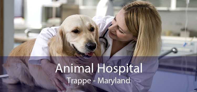 Animal Hospital Trappe - Maryland
