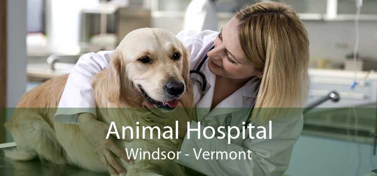 Animal Hospital Windsor - Vermont