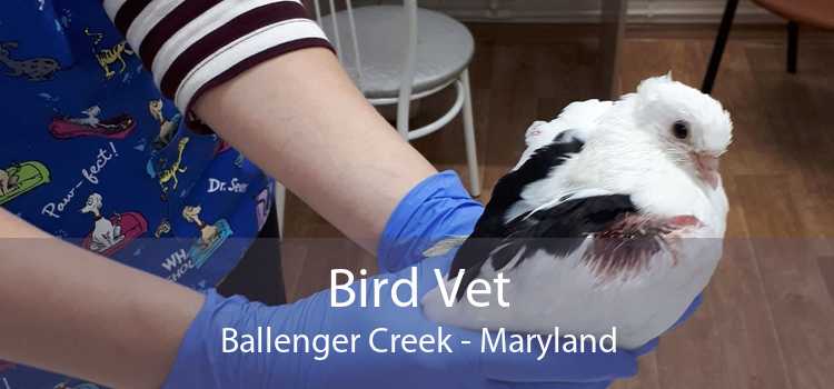 Bird Vet Ballenger Creek - Maryland