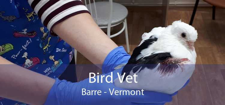 Bird Vet Barre - Vermont