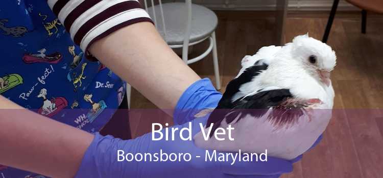 Bird Vet Boonsboro - Maryland