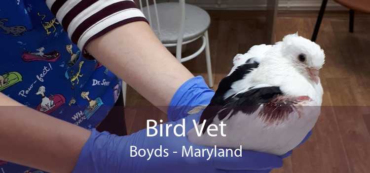 Bird Vet Boyds - Maryland