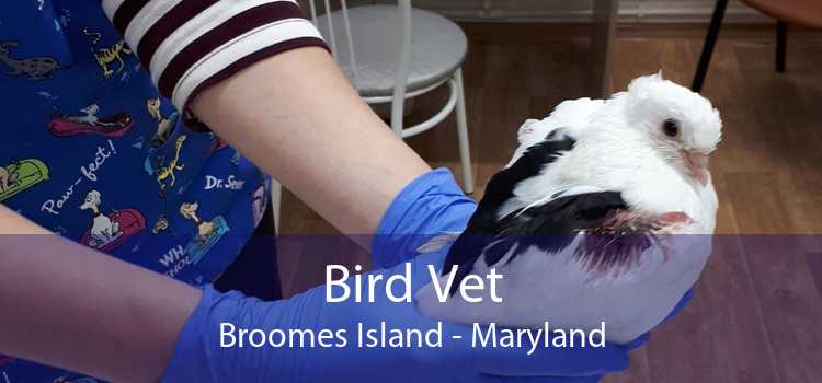 Bird Vet Broomes Island - Maryland