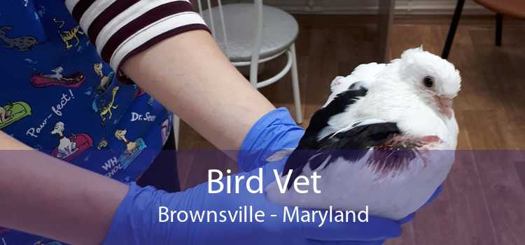 Bird Vet Brownsville - Maryland