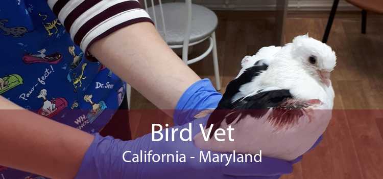 Bird Vet California - Maryland