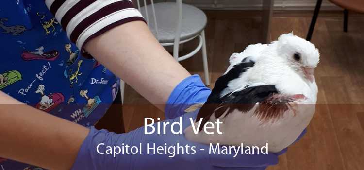 Bird Vet Capitol Heights - Maryland