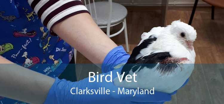 Bird Vet Clarksville - Maryland