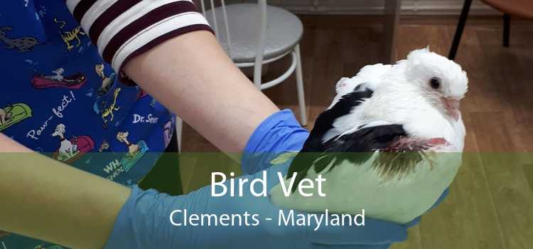 Bird Vet Clements - Maryland