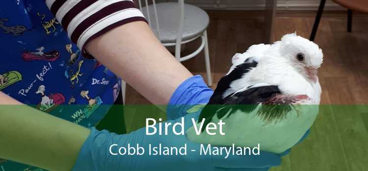 Bird Vet Cobb Island - Maryland