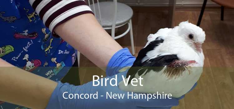 Bird Vet Concord - New Hampshire
