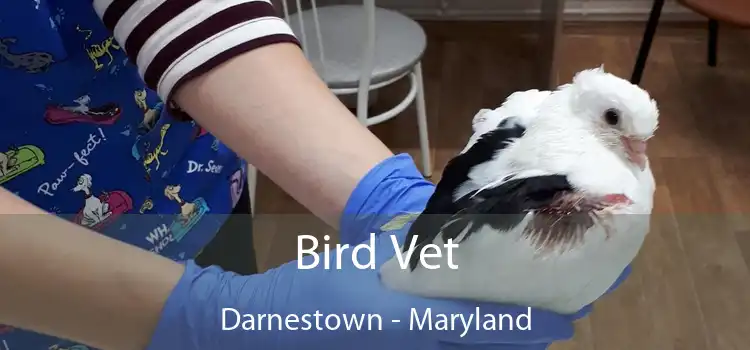 Bird Vet Darnestown - Maryland