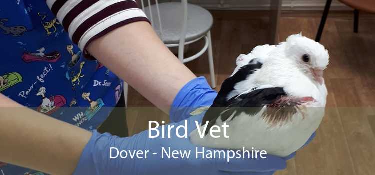 Bird Vet Dover - New Hampshire