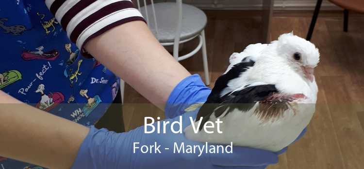 Bird Vet Fork - Maryland